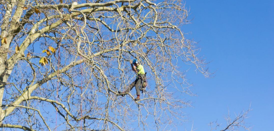 Grimpeur de l'entreprise Emondage Saint-Bruno travaillant dans un arbre à Saint-Bruno
