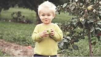 A child tastes an apple freshly picked from an apple tree on his parents' property in Saint-Bruno.